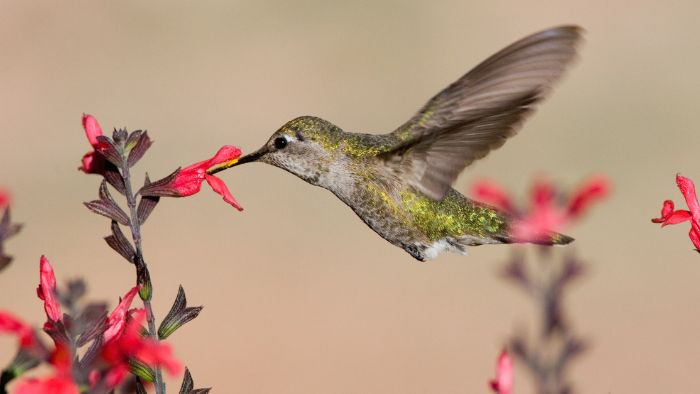  annas hummingbird female