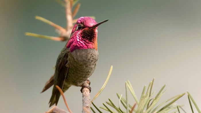  anna's hummingbird male vs female