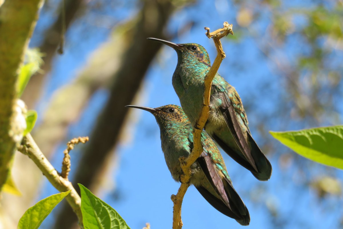 are hummingbirds monogamous