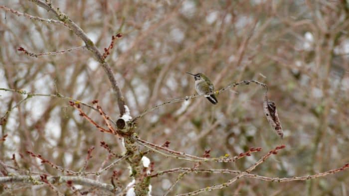  can hummingbirds survive cold weather