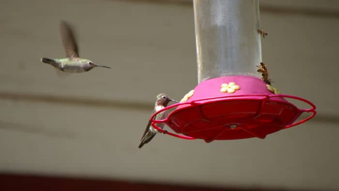  can you put too much sugar in a hummingbird feeder