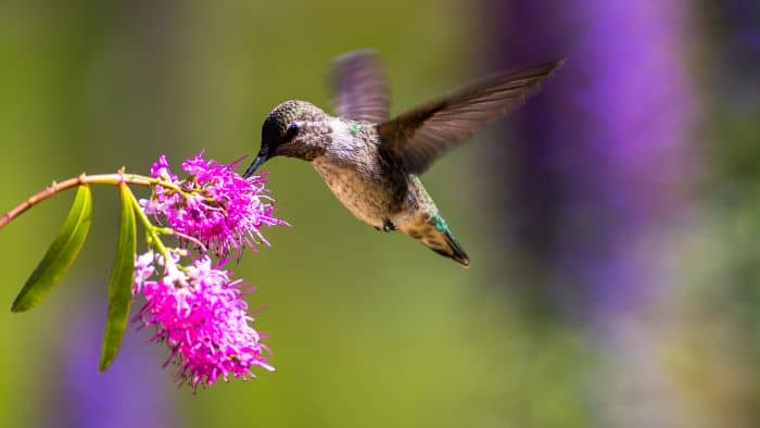  cute hummingbird names