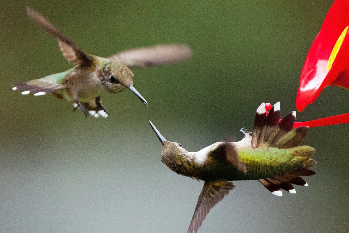 do hummingbirds bite