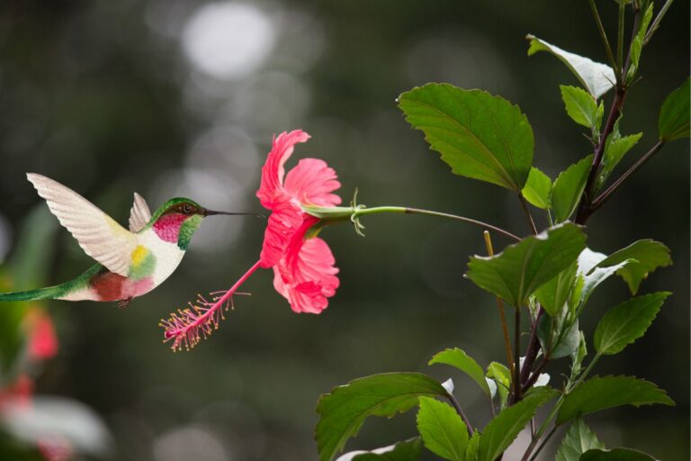 Do Hummingbirds Like Hibiscus Flowers A Short Guide For Easier