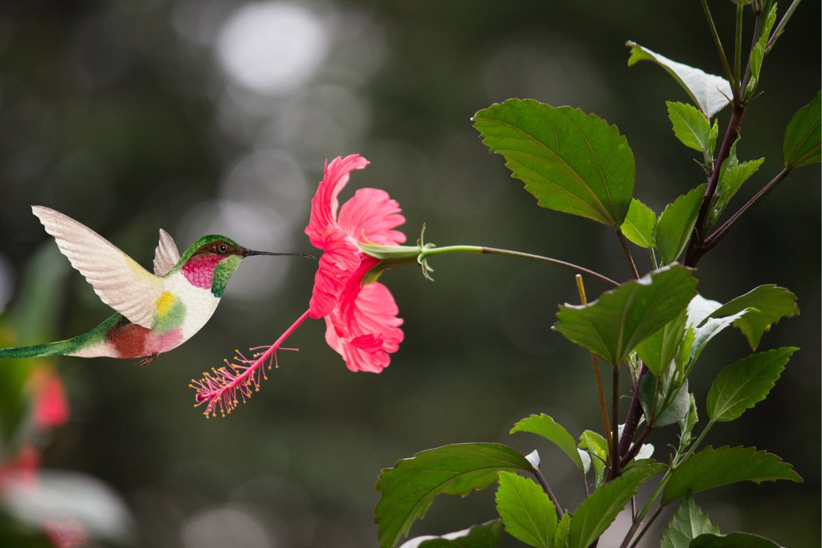 do hummingbirds like hibiscus flowers