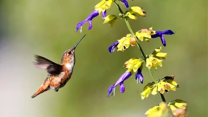  female hummingbird colors