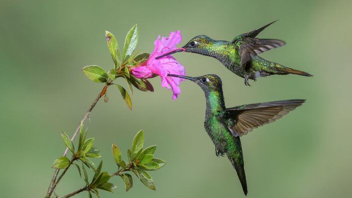  female hummingbirds avoid looking males