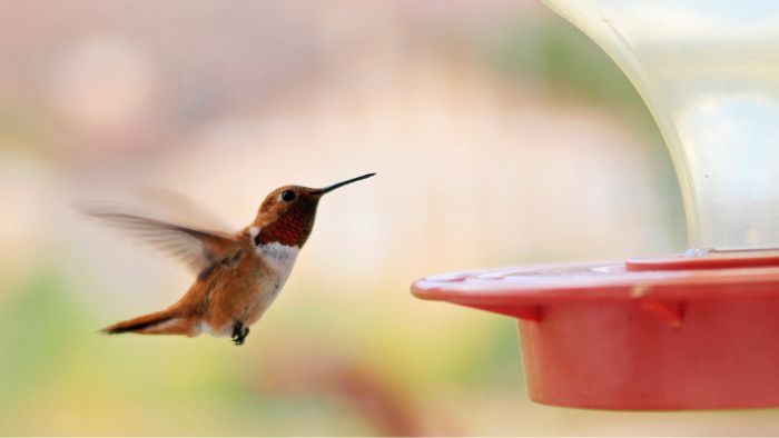  homemade hummingbird syrup