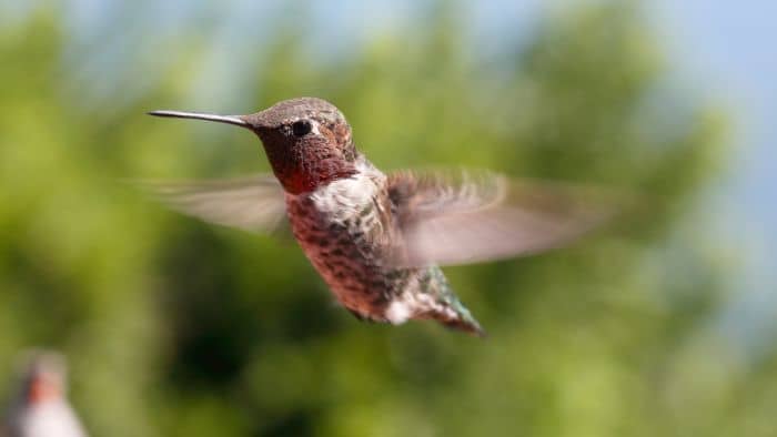  how can you tell male from female hummingbirds