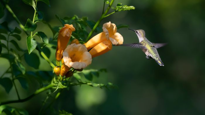  how long do ruby throated hummingbirds live
