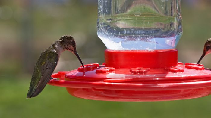  how much sugar do i put in a hummingbird feeder