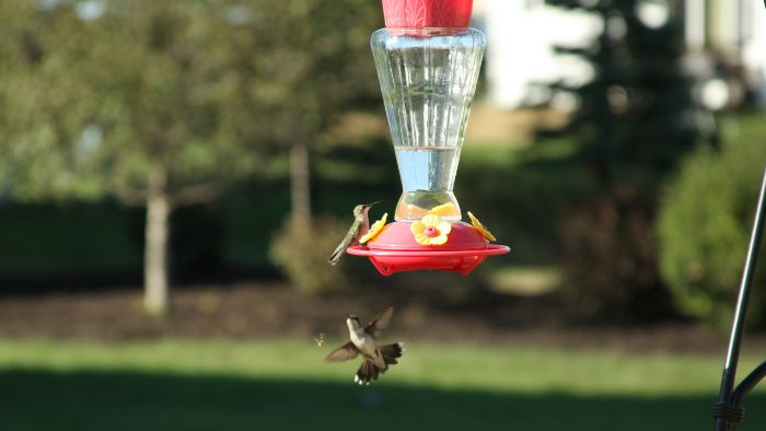  how much sugar to put in a hummingbird feeder