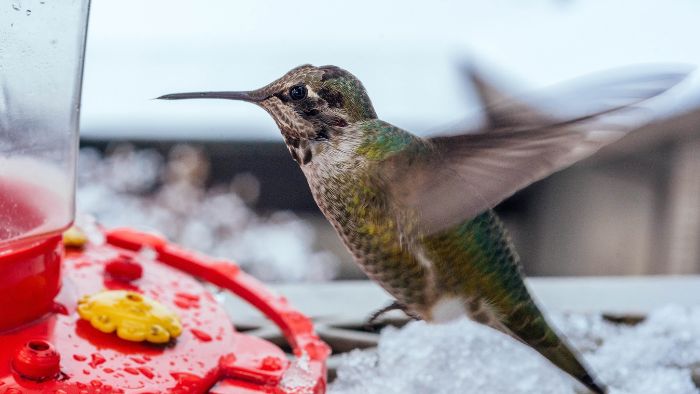  how to help hummingbirds in winter