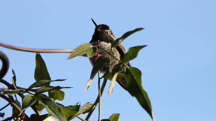  how to keep hummingbirds warm