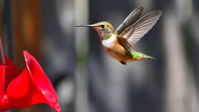  how to make syrup for hummingbirds
