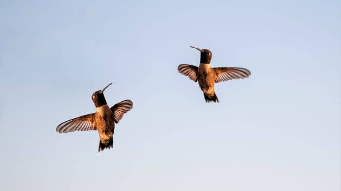  hummingbird flight patterns