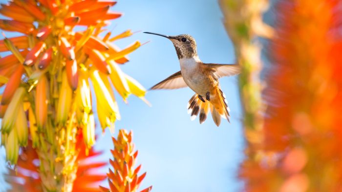  hummingbird names