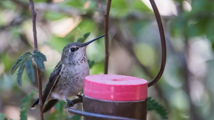  hummingbird syrup ratio