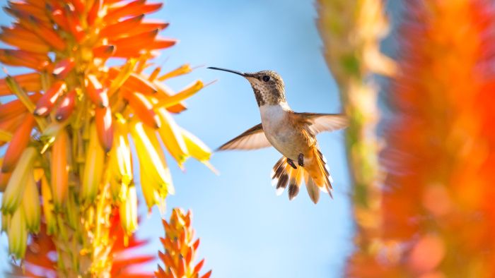  hummingbirds are a sign of