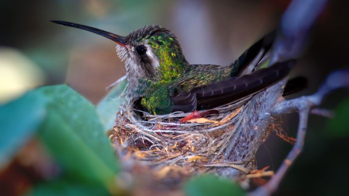 hummingbirds avoid looking like males
