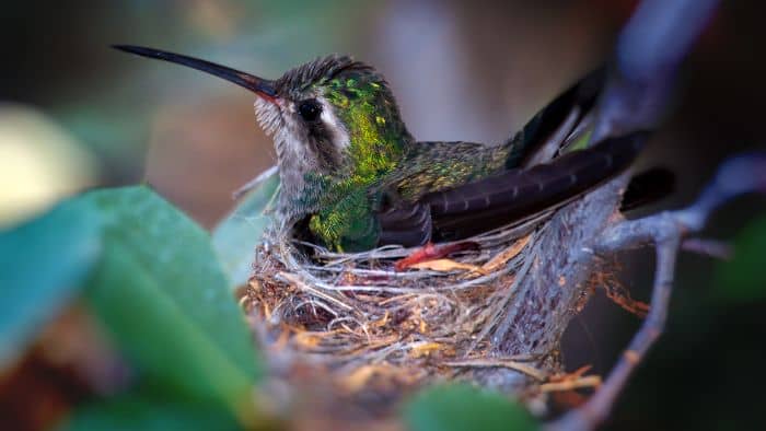  hummingbirds avoid looking like males
