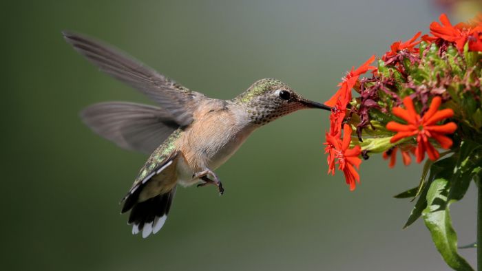  hummingbirds in colorado