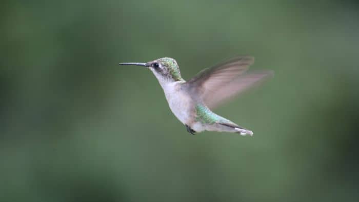  hummingbirds migration facts