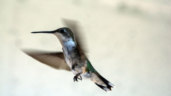  hummingbirds migration routes
