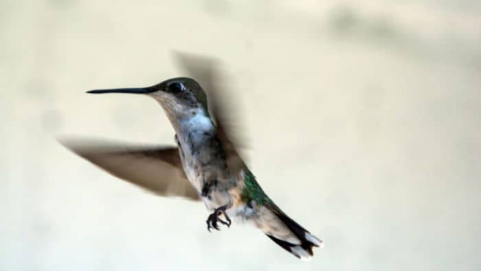  hummingbirds migration routes
