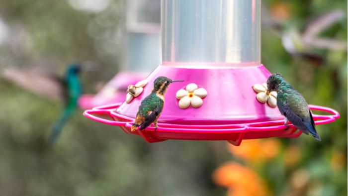  is too much sugar bad for hummingbirds
