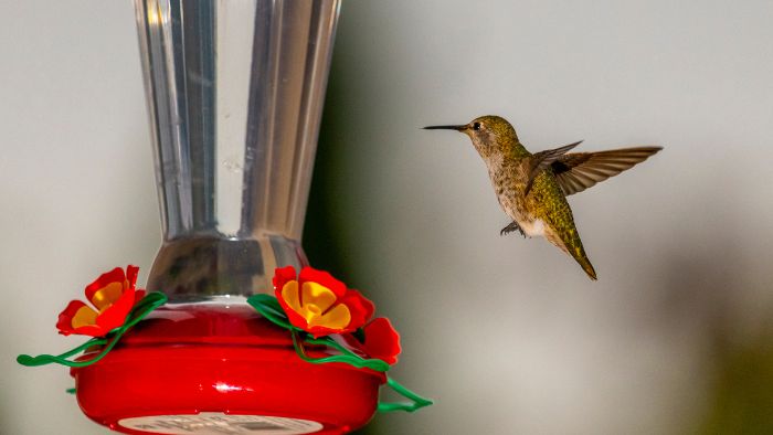  lifespan of ruby throated hummingbirds