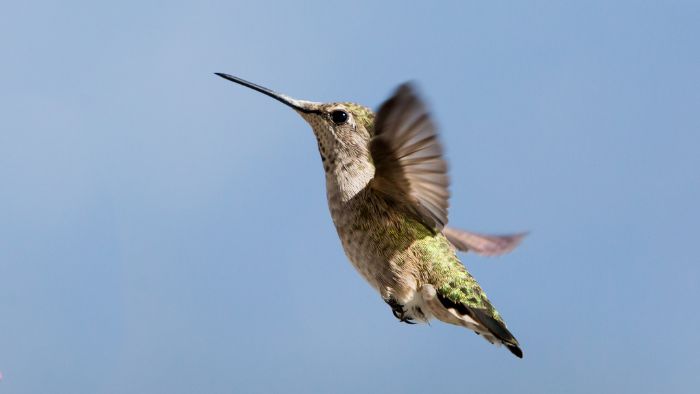 male and female anna's hummingbirds