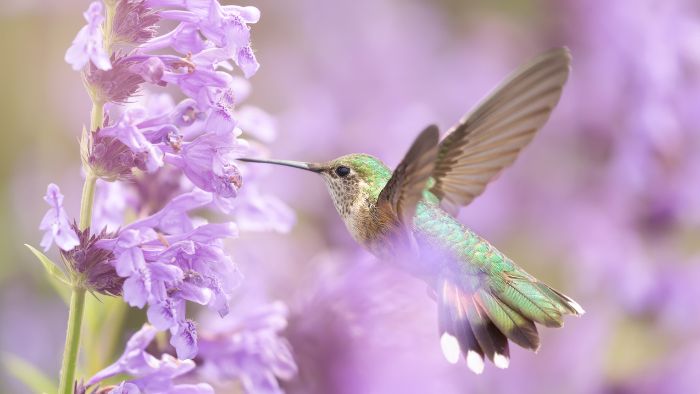  names for hummingbirds