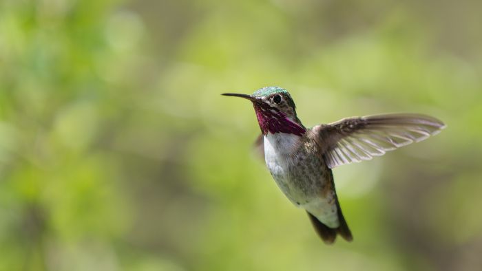  ruby-throated hummingbird colorado