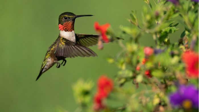  ruby throated hummingbird diet