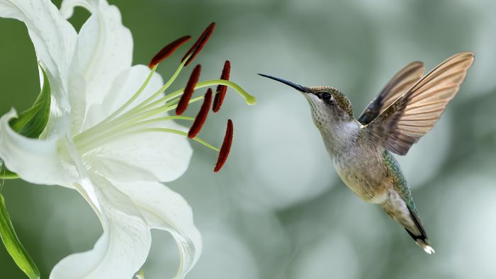  seeing a hummingbird meaning