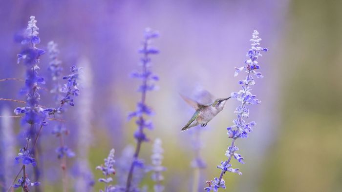  what do hummingbirds represent