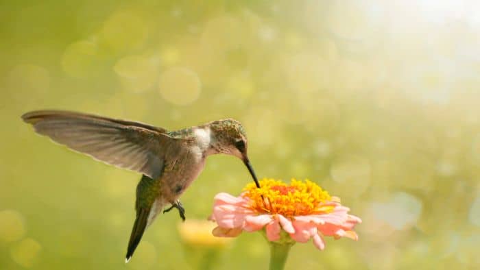  what does it mean when a hummingbird visits you
