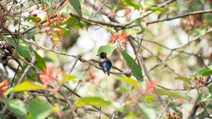  Bee Hummingbird's Scientific Name