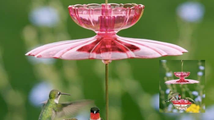  how to make a baffle for a bird feeder