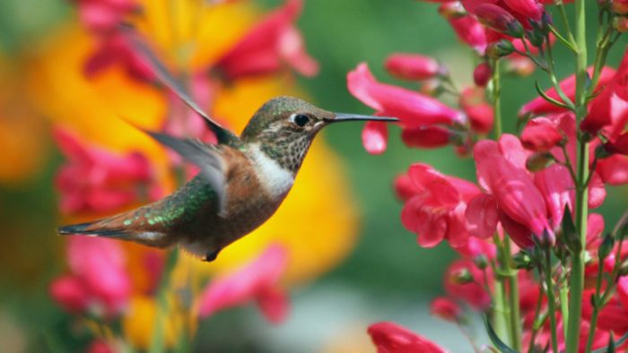  how to photograph hummingbirds with a flash