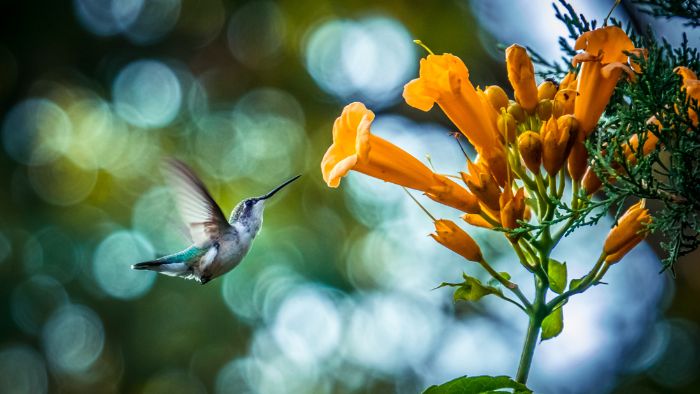  how to photograph hummingbirds