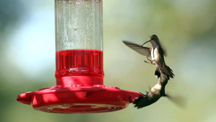  hummingbird behavior around feeders