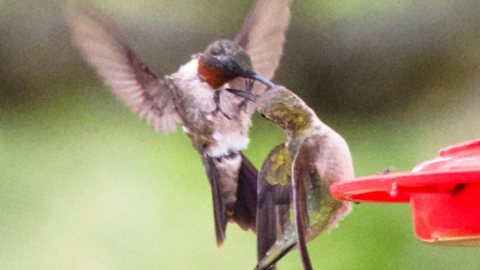  hummingbirds fighting over feeder