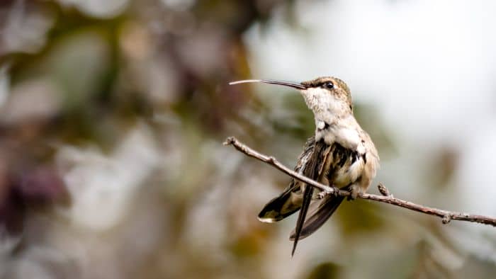  hummingbirds information for kids