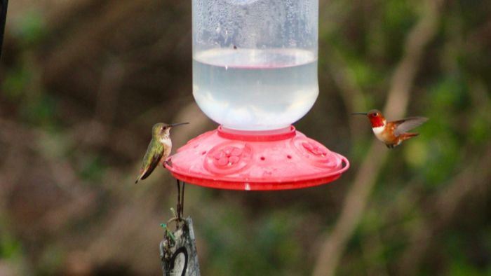  hummingbirds territorial over feeder