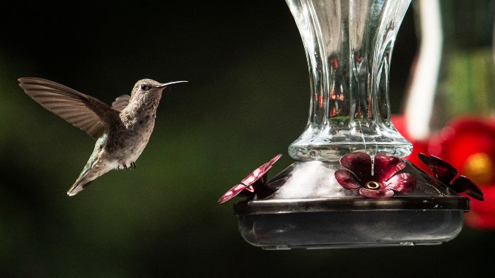  shade for hummingbird feeder
