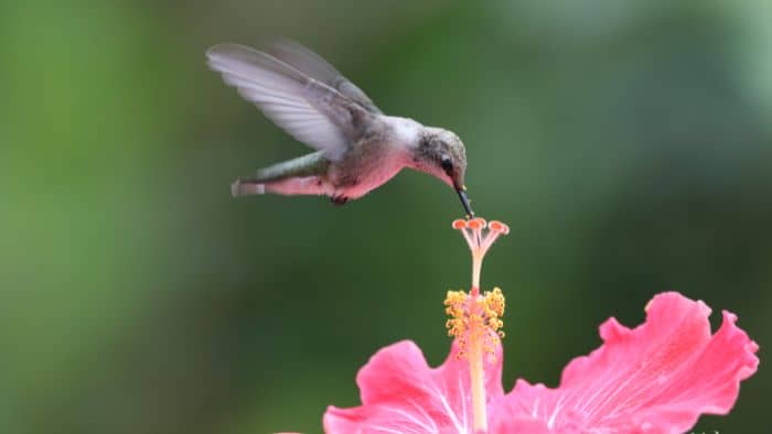  shutter speed for hummingbird
