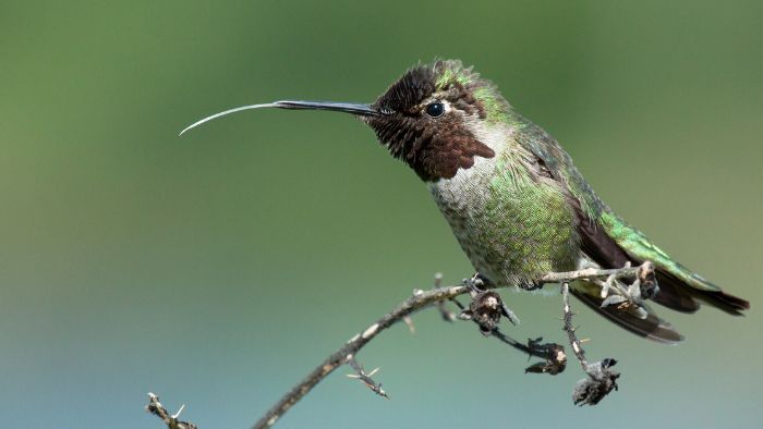 what makes a hummingbird different from other birds
