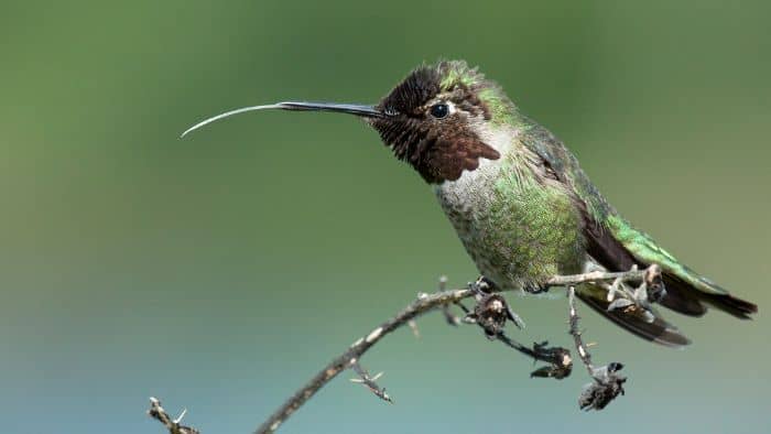  what makes a hummingbird different from other birds
